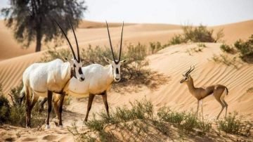 محمية الإمام تركي بن عبد الله توفر وظائف في عدة تخصصات
